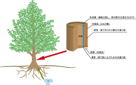 樹 根|樹木の根の生長と分布特性